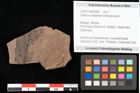 Foto (Objekt + Etikett) von Quercus palaeoilex Ettingshausen (NHMW-GEO-2024-0188-0960)